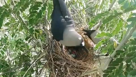 Crow Voice On Nest In Different Styles - Sounds Of Crow