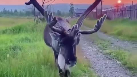 Beautiful deer with a huge horns