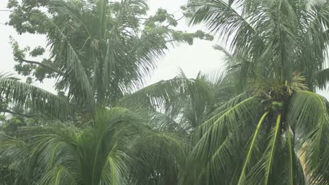 Gentle Tropical Rain for Deep Relaxation / Sleep