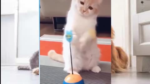 😹Cute Pets And Funny Animals Compilation