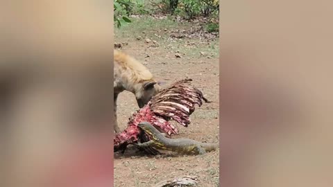 Lizard slaps hyena with its tail🤣