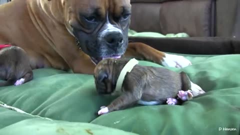 Dog Has Amazing Birth While Standing!!