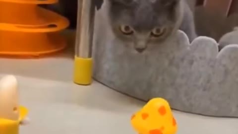 How cats react to see toys✈️🚗 Cats funny video cats lifestyle