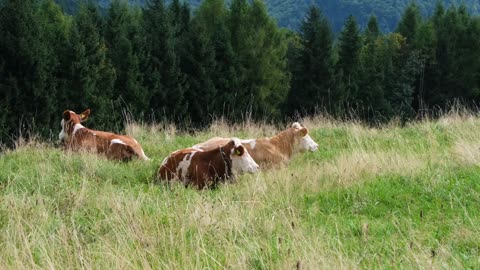 Cow | Animal | Green | Grass | View