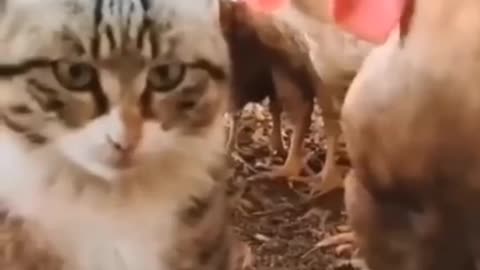 Funny animals videos|| cute animal videos