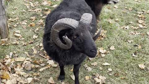 Fury the Icelandic Ram