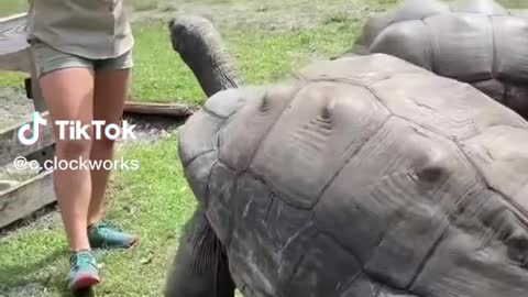 190 years old tortoise in the world