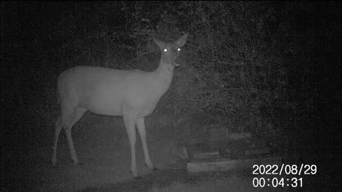 Backyard Trail Cam - Pre Dawn Doe