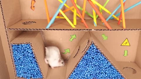 Hamster pets but with Traps in maze. Part 1 .