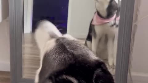 Meekathehusky don't believe what she sees in the mirror 😂🥰😍