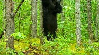 Black Bear Scratches Its Back