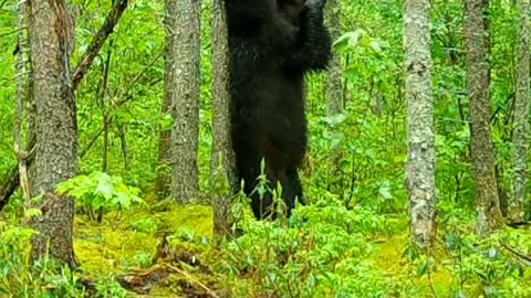 Black Bear Scratches Its Back