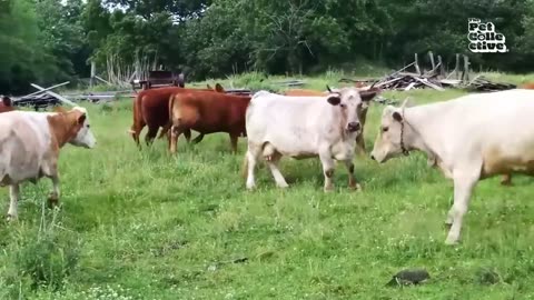 funny farm animal videos