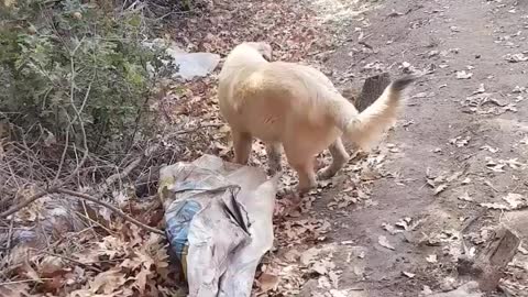 Puppy carries a sack. In the end, because he was annoyed, he leaf his sack