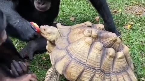 Tortoise and Gorilla caring. Gorilla sharing their Apple with Tortoise