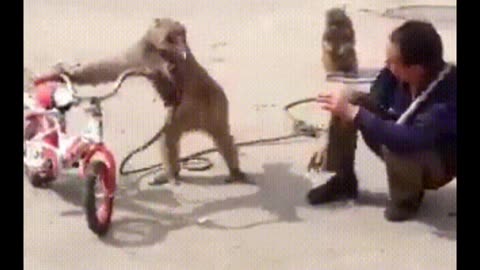 Funniest Monkey - cute and funny monkey videos Full HD