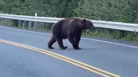 road cross a bearing || mama bear