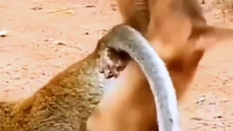 Mating monkey