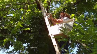 UNSAFE way to get a Honey Bee Swarm out of a Tree!