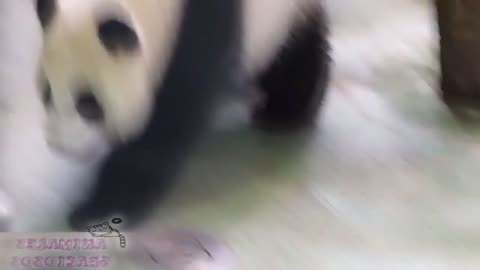 Pandas hermosos