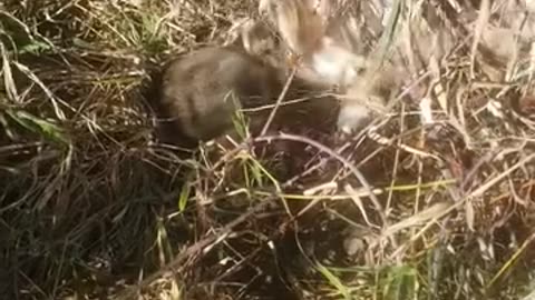 Australian Shepherd kills coon