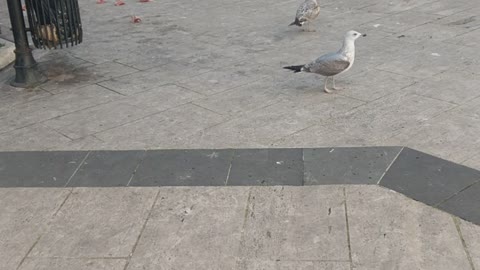 Seagulls quarrel over food is very cool