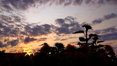 Time Lapse - Sunset Over Sunflower Field