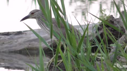 184 Toussaint Wildlife - Oak Harbor Ohio - American Bittern Debuts