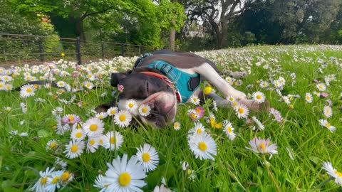 My dog snoring outdoor Boston Terrier