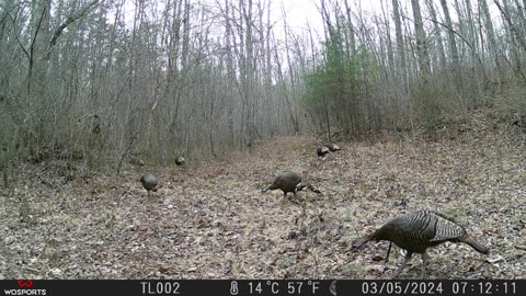 Creek Cam 03/05/2024 Turkey Run