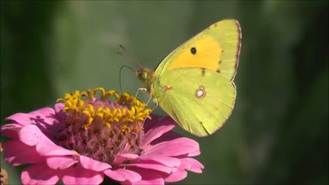 Butterflies drink nectar from flowers using proboscis