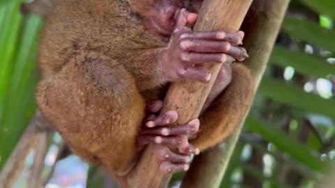 closer look of tarsier