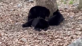 Bear Cubs Relax Under Tree