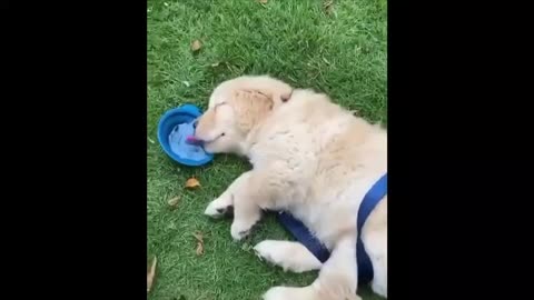 Funny and Cute Puppies Compilation. Video # 69