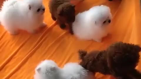 Puppies enjoying their freedom