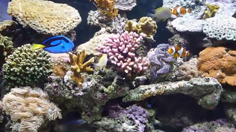 Relaxing Music - Aquarium Video : Auto Hypnosis