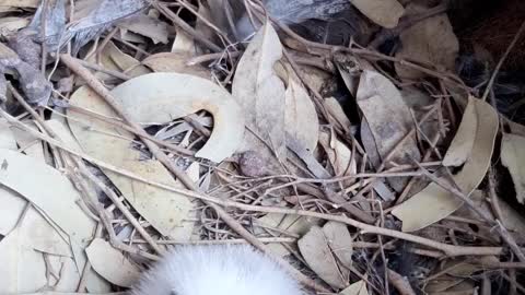 Baby Tawny Frogmouth Enjoys Home Delivered Dinner