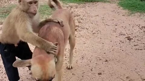 Dog and monkey funny video