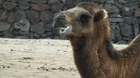 Camel in Desert 4K