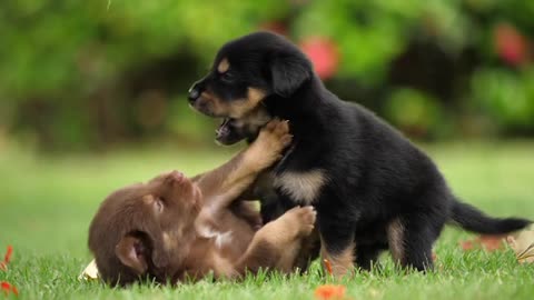 Cute Puppy baby dog playing in the green park!!!!