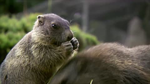 The "marmot granddad" of the Austrian Alps