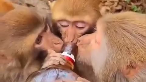 Monkey 🐒 when drink it 😜😜😜