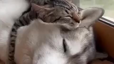 Cat and dog are best friends
