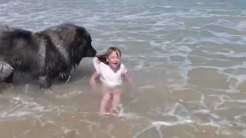 Dog Rescues Girl Playing in Ocean