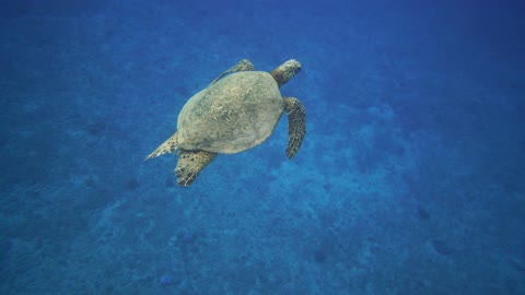 Turtle scouring at the depths of the ocean