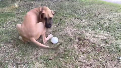 Goat doesn’t want to play ball with Floppy puppy