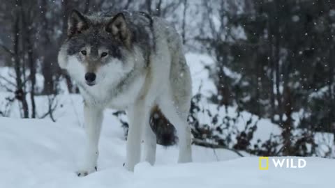 Land of Ice and Snow (Full Episode) | Wild Nordic