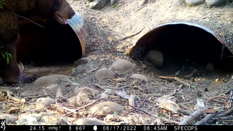 Bear Climbs Into Culvert Pipe