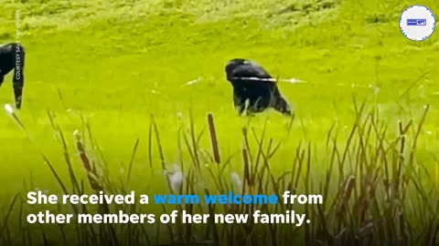 Camera captures emotional moment cage chimp sees sky for first time