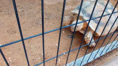 HUGE FAT TORTOISE TRYING TO ESCAPE AFTER TORTOISE STEALS HIS FOOD SPIKE GOES CRAZY-15